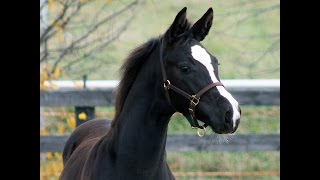 Raven  2015 Black Hanoverian Filly For Sale [upl. by Danny]