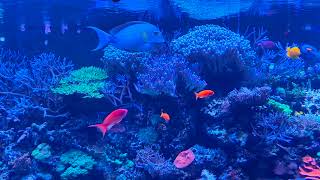 Shoaling surgeonfish and Anthias in the marine aquarium at London Zoo [upl. by Eux868]