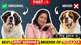 Part 1  Best Saint Bernard Breeder of Kolkata  European and Canadian Import Blood Lines [upl. by Eibo680]