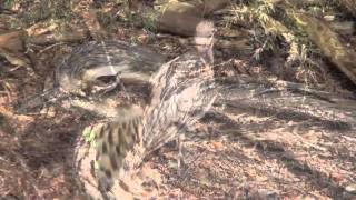 Birds  Bush Stonecurlew Nesting Rare and Endangered Australian Bird [upl. by Susanne]