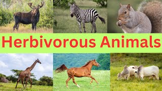 Herbivorous Animals  Plant Eating Animal Names [upl. by Kaete]