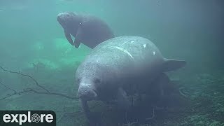 Underwater Manatee Cam At Homosassa Springs  Fall in love with the beloved sea cows  exploreorg [upl. by Atinhoj237]