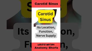 Carotid Sinusanatomy mbbs education facts medicalstudent biology shorts [upl. by Nnaik93]