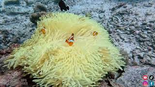 Clown fishes  Mabul Island Malaysia [upl. by Arammahs]