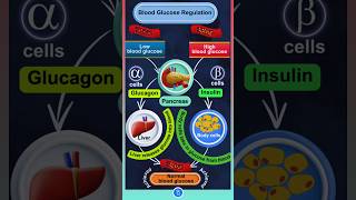 Blood Glucose Regulation Function of Glucagon and Insulin [upl. by Ellicott37]