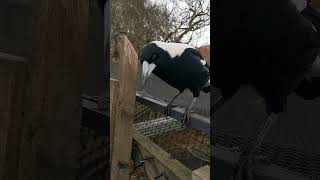 Australian Magpie Male Valiantly Defending the Nest Above magpielife chooks australianmagpie [upl. by Reynard]