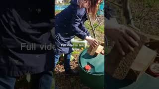 Allotment Gardening UK Beginners allotment gardening [upl. by Ahsatam]