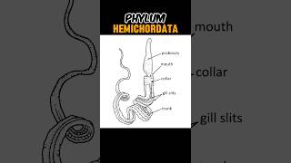 PHYLUM HEMICHORDATA hemichordatabalanoglossus  CHARACTERISTICS OF HEMICHORDATA shortsviral [upl. by Amand]