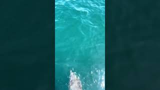 Bottlenose Dolphins Swim Next to Boat During Bahía de los Ángeles Tour [upl. by Algar]