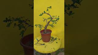 Giant Carmona Styling viralvideo bonsaiideas shortsvideo shorts bonsai carmona [upl. by Nobie170]