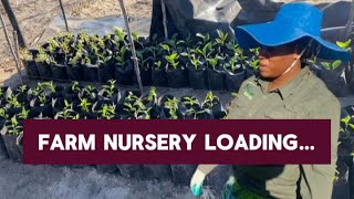 Our Farm Nursery  Zimbabwe Farming [upl. by Sura767]