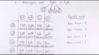 A2 Biology  Dihybrid inheritance  Unexpected phenotypic ratios OCR A Chapters 2034 [upl. by Alemac635]