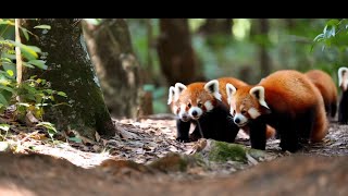 baby red panda [upl. by Marianne]