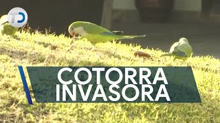 Cotorra argentina ave invasora [upl. by Aidnic]