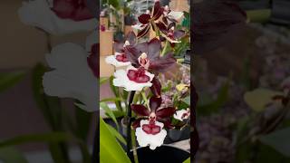 Hot 🔥 or not 👎🏼  what do you think orchid orchids orchideenfans orquideas orquideas [upl. by Eniamrehs]