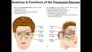 Anatomy and Functions of the Paranasal Sinuses [upl. by Hiamerej]