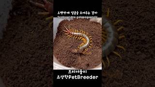 오랜만에 얼굴을 보여주는 버러우성 갈라파고스 자이언트 센티페드  Scolopendra galapagoensis centipede [upl. by Shayna]