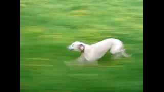 Whippet running at speed close up [upl. by Rabaj]