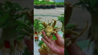 Desert Rose Plant Gardening Root Fertilizer Adenium Flower Bonsai [upl. by Genia450]