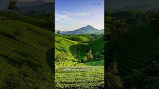 Whats tea tea teaproduction teaplant china ronaldhbuskens rhb [upl. by Alekehs]