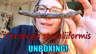 Ceropegia stapeliiformis unboxing [upl. by Anum]