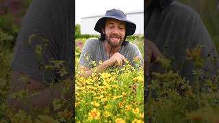 Coreopsis Characteristics The Perfect Plant for Your Pollinator Garden [upl. by Benoite]