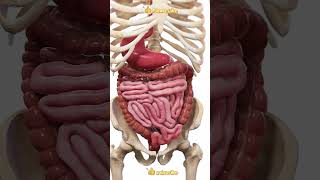 How Does Peristalsis Work [upl. by Dera995]