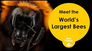 Worlds Largest Bees [upl. by Bevvy]