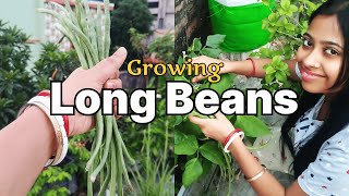 Growing Long Beans from Seeds at home  Organic Gardening [upl. by Alida]