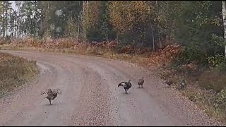 30e  In Zweden  Vreemde vogels schilderijen schedels en geweien [upl. by Duntson]