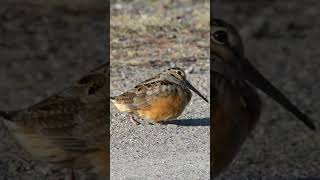 Amazing American Woodcock🧿 birds nature shorts [upl. by Hauge]