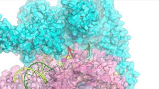 Rifampin resistant and compensatory mutations in bacterial RNA polymerase [upl. by Chapin]