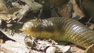 The Aesculapian snake Zamenis longissimus Elaphe longissima a nonvenomous snake [upl. by Aihsena107]