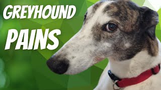 Greyhound Pains [upl. by Livi]