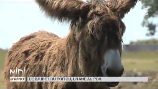 Animaux  le baudet du Poitou [upl. by Silvana]