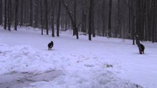 Tibetan Mastiffs at the dog park in winter [upl. by Leodora623]