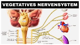 Vegetatives Nervensystem Sympathikus Parasympathikus kurze Erklärung [upl. by Hanus]