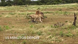 Lions mating in Etosha Park Namibia [upl. by Colson]