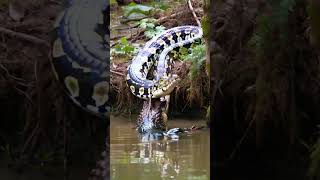 Giant python VS Crocodile animals [upl. by Hsiri]