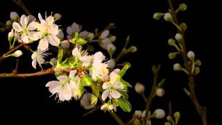 White Blossoms flowering time lapse [upl. by Anayi]