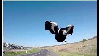 Magpies Attacking During Swooping Season  Behind the News [upl. by Gudrun]