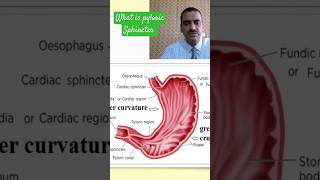 pyloric sphincter anatomyphysiology [upl. by Leal]