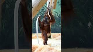 Funny MomentOrangutan Sari and Funny Baby Kendarishortsfunnyvideoorangutansfunnyanimalzoo [upl. by Nagam]