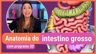 ANATOMIA DO INTESTINO GROSSO Com programa 3D [upl. by Iveksarap]