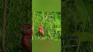 Pine Grosbeak indulging on some dandelion thedoobiebrothers listentothemusic [upl. by Ingeborg]