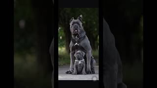 Adorable Genuine Cane Corso Dog puppy Available in Nepal canecorso dog viralvideo [upl. by Lorre]