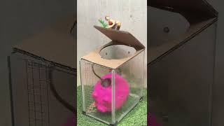 pets rat rattrap animals mousetrap bucketmousetrap cute mouse rattletrap easytrap [upl. by Rieth]