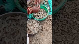 Prawn fishcutting prawn market shorts shortsfeed ytshortsindia ytshort subscribe support [upl. by Pelletier35]