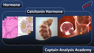 E10 Calcitonin Hormone هرمون الكالسيتونين [upl. by Formenti]