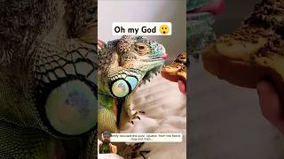 lizard dragon monster girgit ytshorts shorts viralyoutubeshorts trendingshorts greenscreen [upl. by Assirahc]